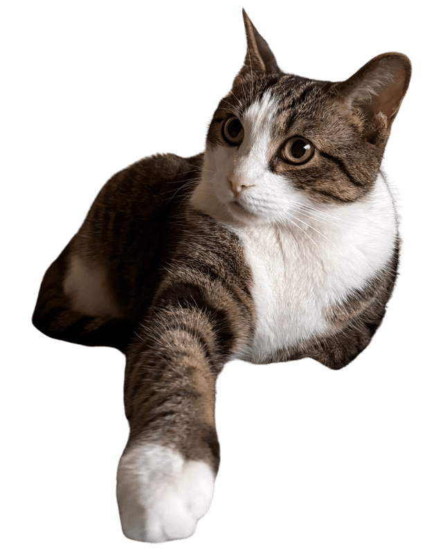 Georgie, the real cat behind Georgiekins